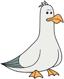 Seagull